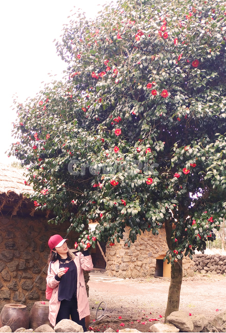 동백,동백꽃,반가움,동백나무,카멜리아,나들이,나무,자연,camellia,식물,자연,plants,nature,꽃,flower,사람,인물,인간,human,person,여성,여자,woman,female,lady