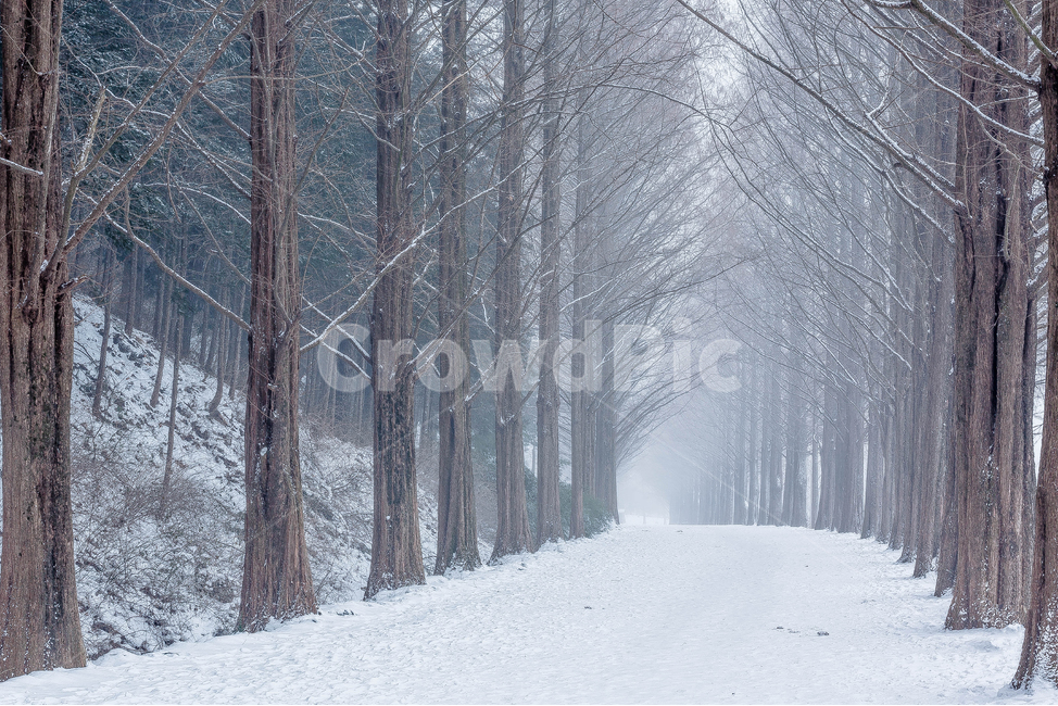 설경,메타세콰이어길,눈,겨울,메타세콰이어나무,담양,담양설경,겨울,계절,winter,season,자연,풍경,nature,landscape,한국자연풍경,한국자연경관,korea nature landscape,outdoors,옥외,snow,blizzard,눈보라,storm,폭풍
