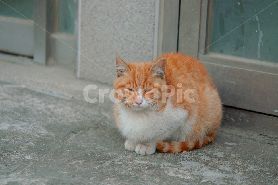 귀여운,수염,털,야생,배경,포유류,고양이,동물,애완동물,cute,beard,fur,wild,background,mammals,cats,animals,pets,동물,animal,포유류,mammal,고양이,cat,kitten,kitty