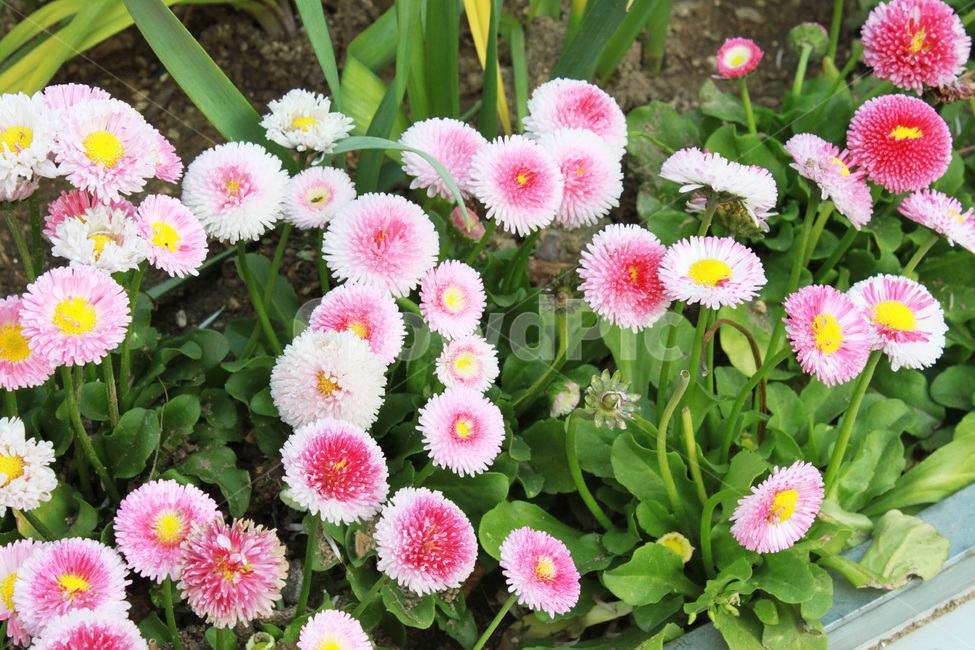 꽃,풀,식물,자연,봄,공원,flower,plant,nature,spring,park