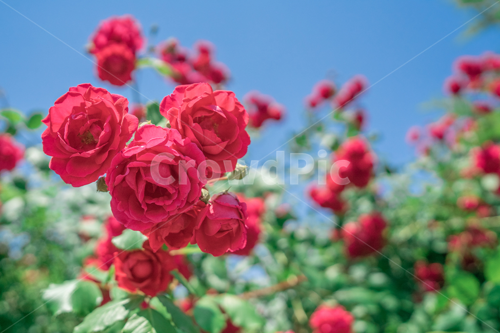 장미,하늘,분홍색,꽃잎,rose,싱그러운,식물,자연,plants,nature,꽃,flower
