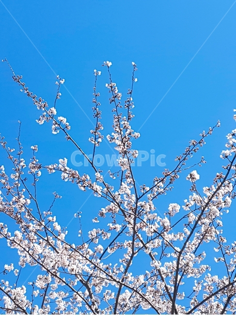 벚꽃,꽃,낮,하늘색,벚꽃나무