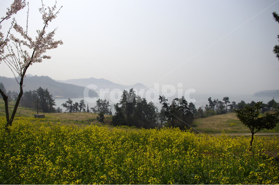 유채꽃밭,섬,바다,유채,꽃,봄,봄날,봄풍경,감성,spring,flower,노란색,봄,계절,spring,season,자연,풍경,nature,landscape,한국자연풍경,한국자연경관,korea nature landscape,grassland,목초지,outdoors,옥외,field,들