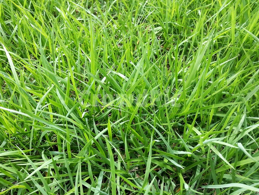 풀,풀밭,잔디,자연,패턴,배경,녹색,grass,plant,green,environment,nature,pattern,식물,자연,plants,nature