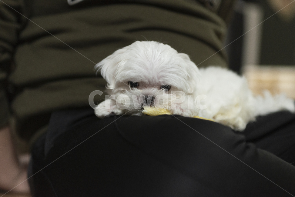 개,강아지,말티즈,반려견,애견,흰색강아지,어린강아지,하얀반려견,귀여운강아지,새끼반려견,새끼강아지,사람무릎위말티즈,사람무릎위강아지,동물,animal,포유류,mammal,개,강아지,dog,doggy