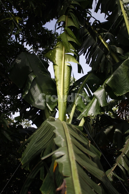 식물,나무,열대나무,초록색,잎,식물,자연,plants,nature