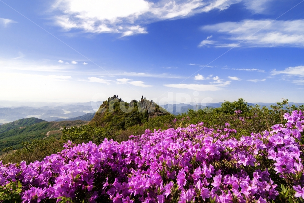 봄,황매산,여행,철쭉,합천,봄,계절,spring,season,자연,풍경,nature,landscape,한국자연풍경,한국자연경관,korea nature landscape,식물,plants,꽃,flower,blossom,geranium,제라늄,plant