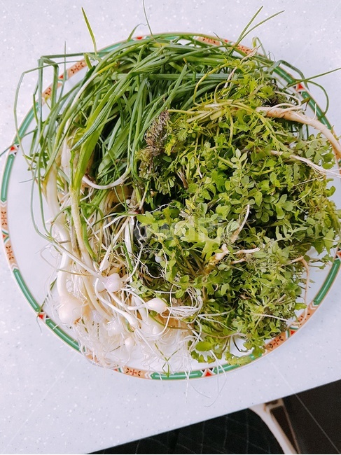 plant,식물,봄나물,냉이,달래