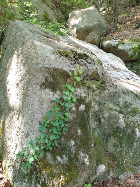 산,바위,돌,돌담,자연,담쟁이
