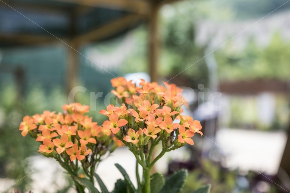 Lied,꽃,꽃사진,처음올리는,사진,식물,자연,plants,nature,꽃,flower