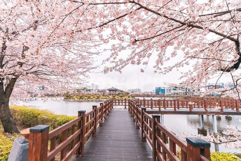 Cherry Blossom,Cherry blossoms in full bloom,lake park,garden,park