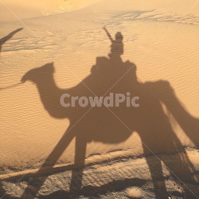 모로코,사막,낙타,자연,여행,그림자,동물,animal,포유류,mammal,실루엣,그림자,silhouette,shadow