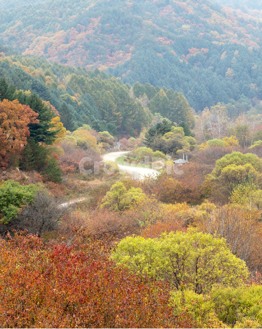 오솔길,비밀의숲,단풍,길,plant,식물,tree,나무,nature,자연,outdoors,옥외,fir,전나무,abies,아비