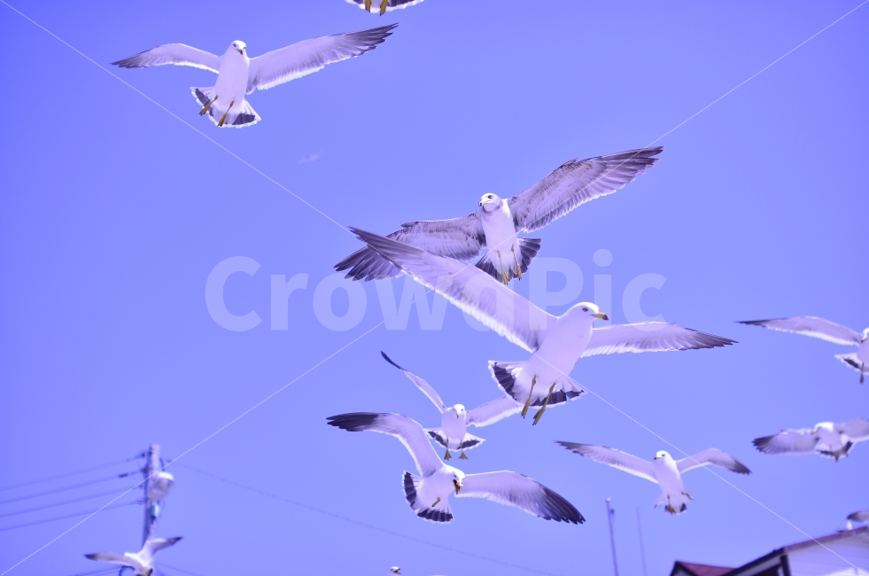 Feeding seagulls,scary seagull,Fearless seagull,Shrimp cracker,Seagull