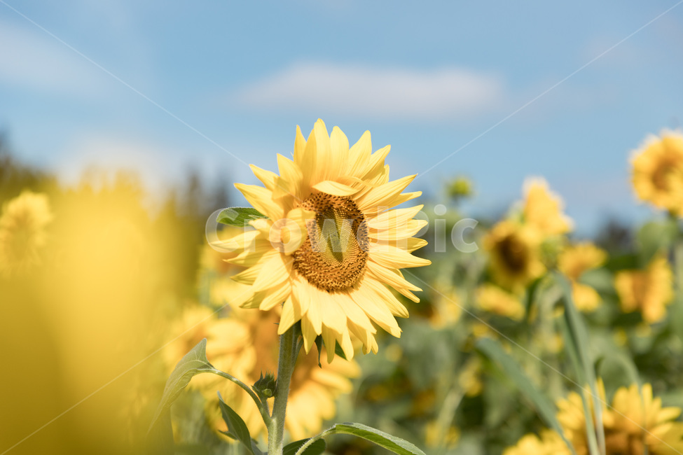 해바라기,꽃,해바라기꽃,여름,식물,감성,sunflower,flower,plant,summer,식물,자연,plants,nature,꽃,flower