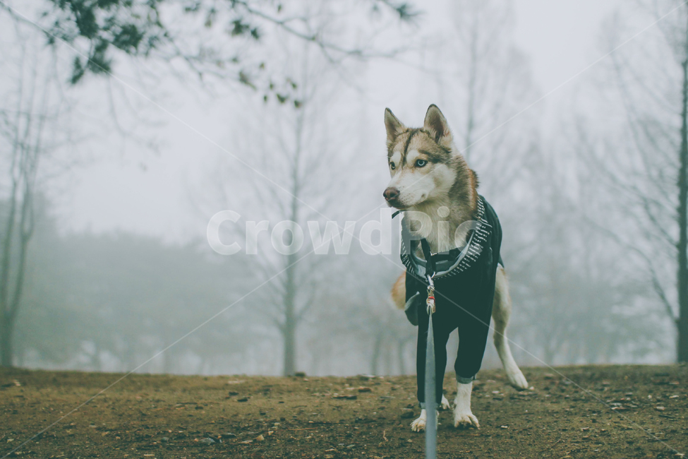 허스키,반려견,안개,개,husky,반려동물,대형견,중형견,dog,siberianhusky,mist,동물,animal,포유류,mammal,개,강아지,dog,doggy