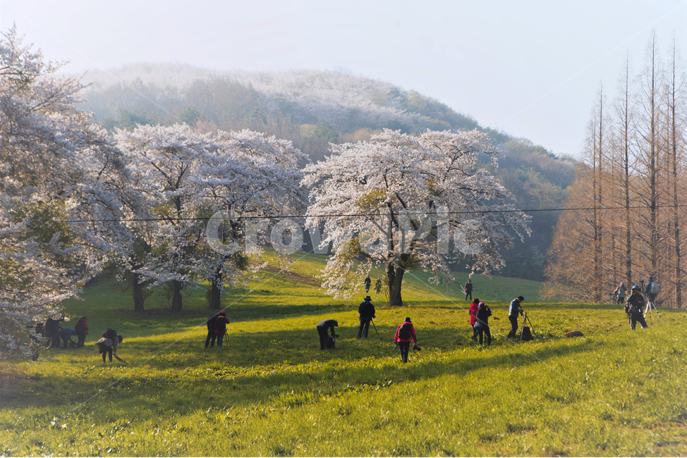 인간,person,plant,벚나무,식물