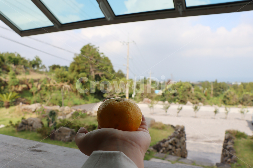 귤,감귤,손,손귤,과일,food,fruit,과일,열매,fruit