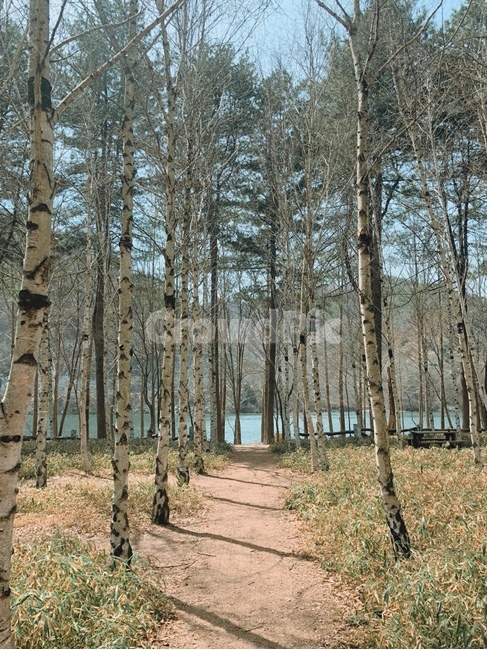 자연,남이섬,나무,강,자연풍경,자연,풍경,nature,landscape,tree,plant,식물
