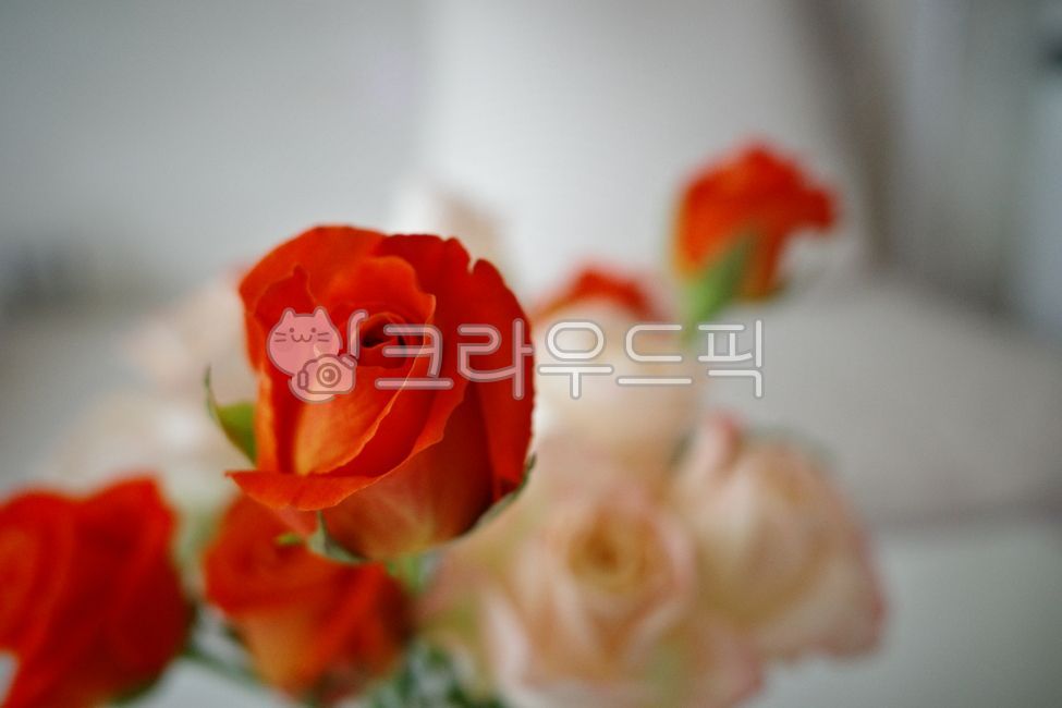 flower,꽃,rose,flowerarrangement,꽃꽂이,flowerbouquet,꽃다발,봄,봄꽃,여름꽃,장미꽃,감성,빈티지,빈티지꽃,장미빈티지,필름,필름느낌,주황,주황꽃,주황장미,주황색,자연물,식물
