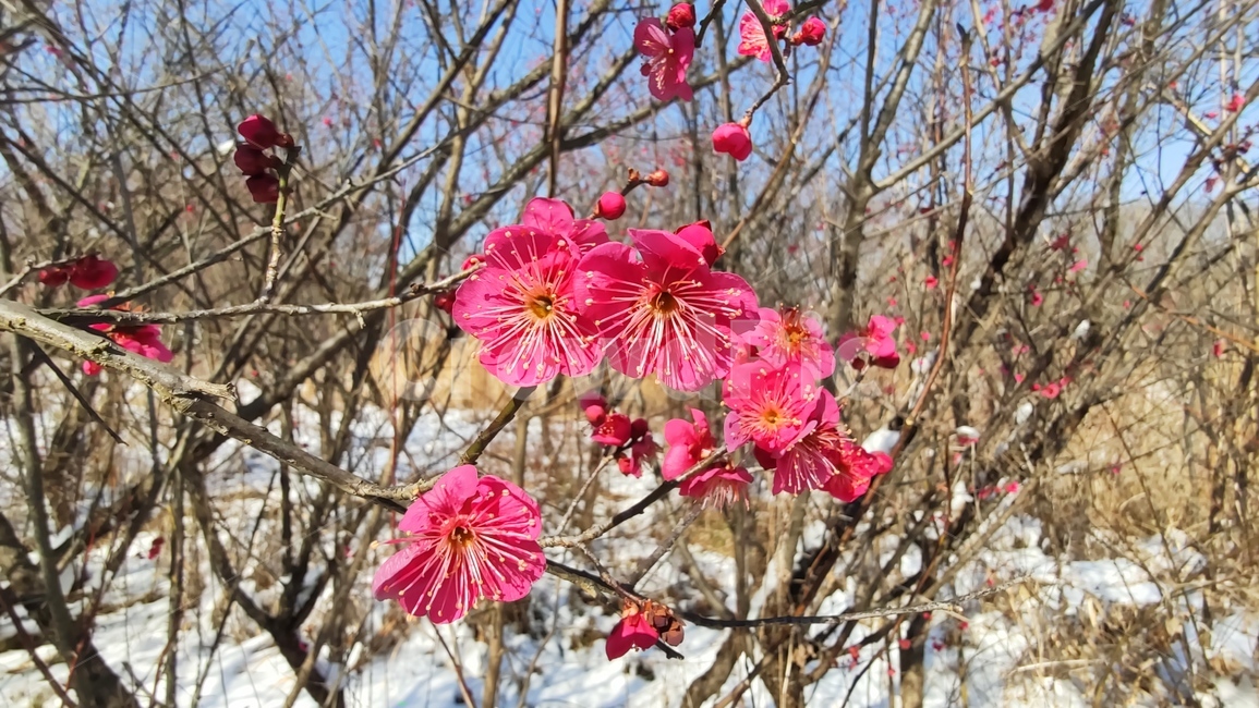 홍매화,매화,매화꽃,붉은매화꽃,홍매,자장매,maehwa,plant,식물,flower,blossom,꽃,식물,자연,plants,nature,꽃,flower