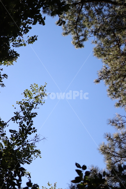 하늘,sky,blue,파란,숲,배경,풍경,소나무,tree,plant,식물,나무