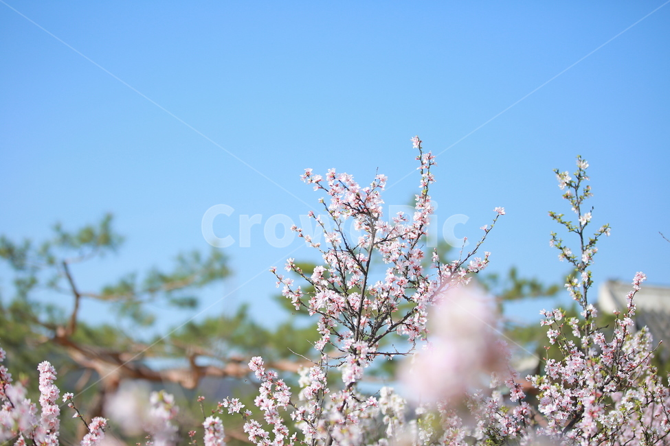 벚꽃,꽃,새싹,봄,벚꽃놀이,하늘,분홍색,분홍색꽃,캐논,5dmark3,봄,계절,spring,season,식물,자연,plants,nature,꽃,flower,plant
