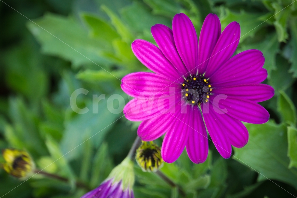 가을,꽃,식물,야생화,울산,코스모스,태화강공원,식물,자연,plants,nature,꽃,flower