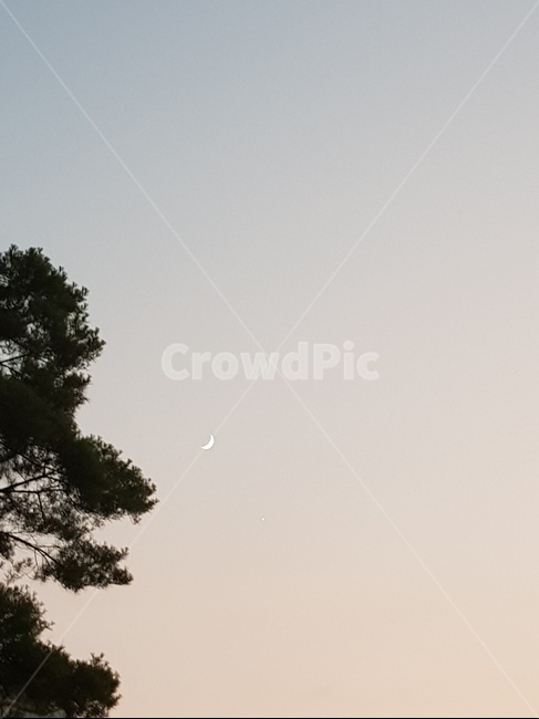 초승달,감성,여운,자연,저녁,자연,풍경,nature,landscape,tree,나무,plant,식물