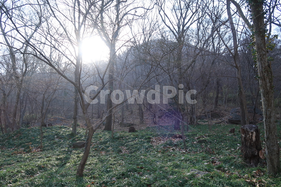 숲,자연,나무,겨울,햇빛,나뭇가지,자연,풍경,nature,landscape,ground,바닥,tree,plant,식물