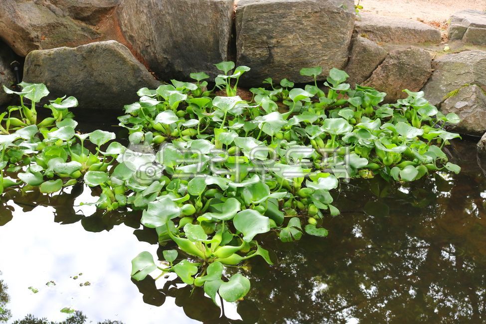 부레옥잠,배옥잠,식물,물옥잠과,수생식물,단자엽식물,잎,관상용,물,자연