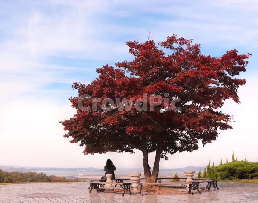 단풍나무,tree,식물,나무,피나클랜드,가을풍경