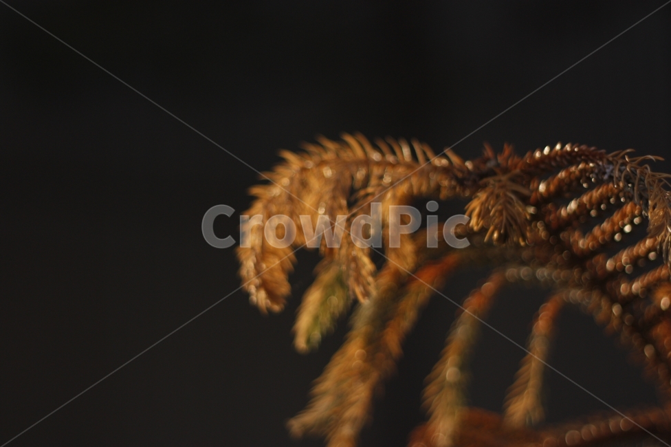 자연,식물,근접촬영,natural,closeup,클로즈업,야경,밤,풍경,nightscape,night,landscape,식물,자연,plants,nature,plant