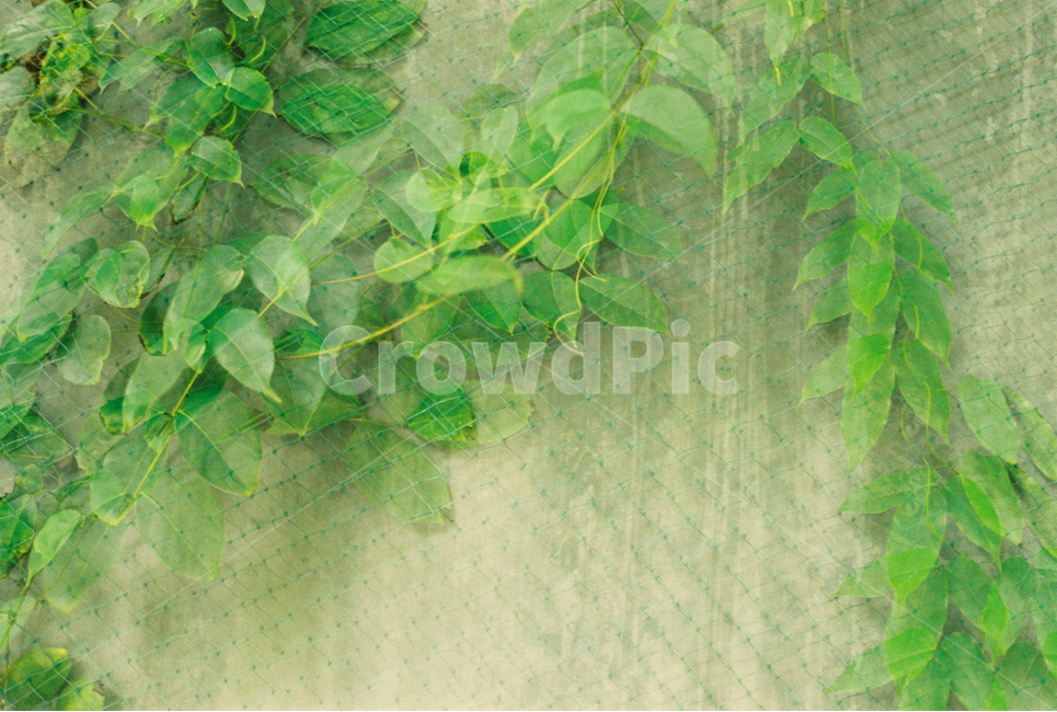 담쟁이,담장,담,나뭇잎,관계,식물,자연,plants,nature