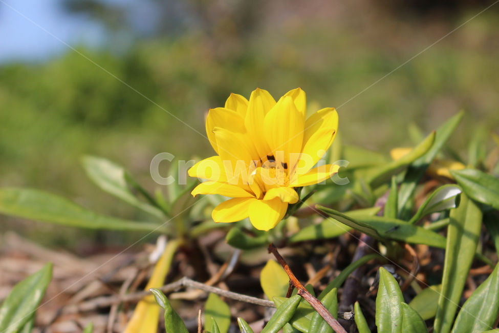 꽃,노랑색,자연,식물,flower,yellow,nature,plants,식물,자연,plants,nature,꽃,flower