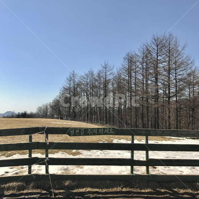 강원도,평창,대관령,나무,눈,풍경,겨울,계절,winter,season,자연,풍경,nature,landscape