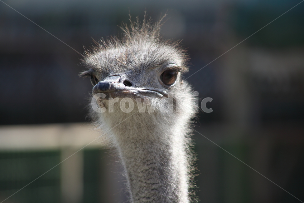 타조,동물,새,animal,ostrich,동물,animal,조류,새,birds