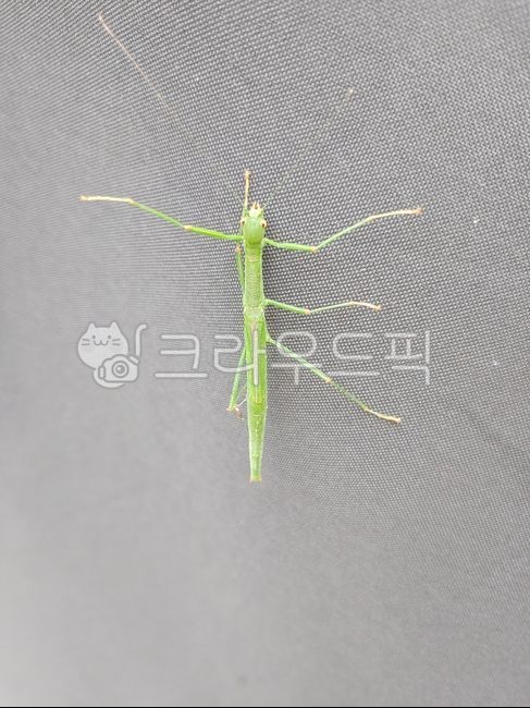 대벌레,새끼대벌레,강원도곤충,특이한벌레,자벌레