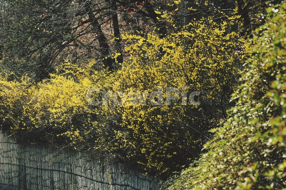 개나리,꽃,노란색,식물,blossom