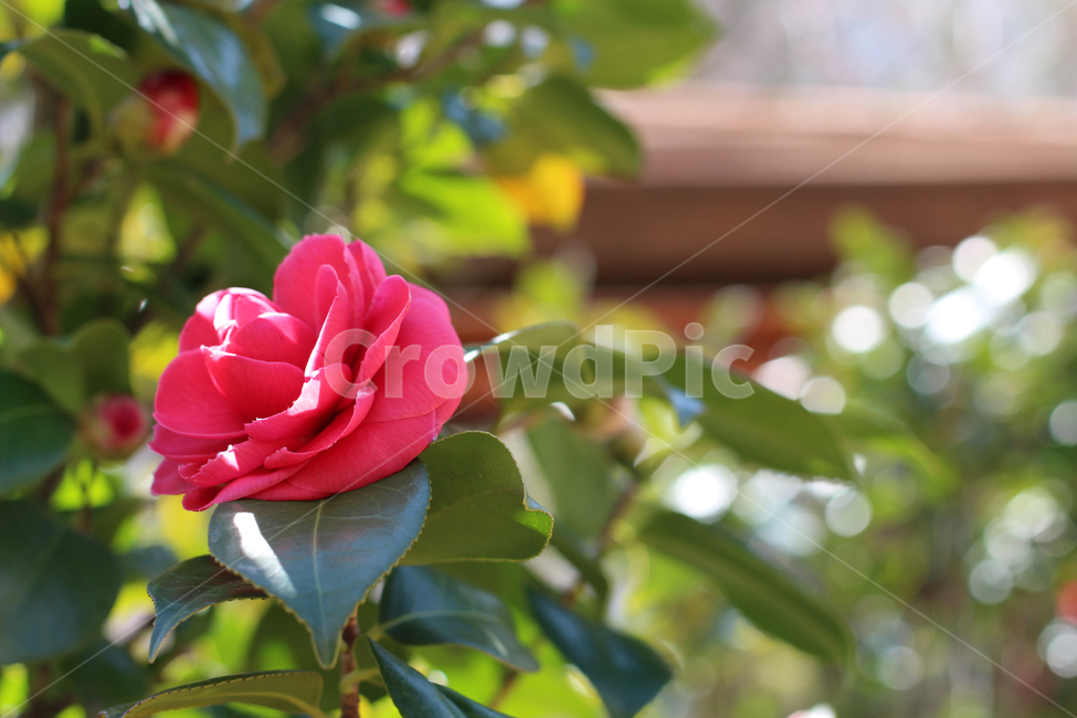 봄,동백꽃,나무,동백나무,빨간색꽃,식물,자연,plants,nature,꽃,flower