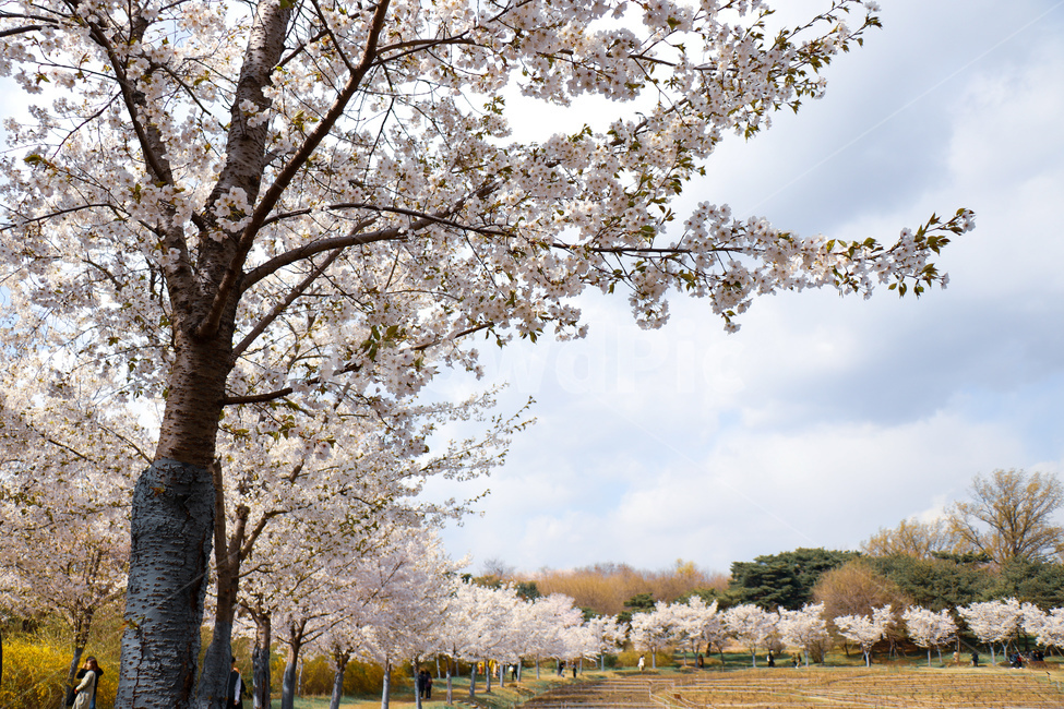 벚꽃,벚꽃나무,꽃,흰색,blossom,올림픽공원,봄나들이,봄,자연,풍경,식물,공원,peaceful,평화로운,편안한,휴식처,힐링,안락한,따뜻한,warm,분위기,한국도시경관,한국,맑은,서울,깨끗한,청명한,한국도시풍경