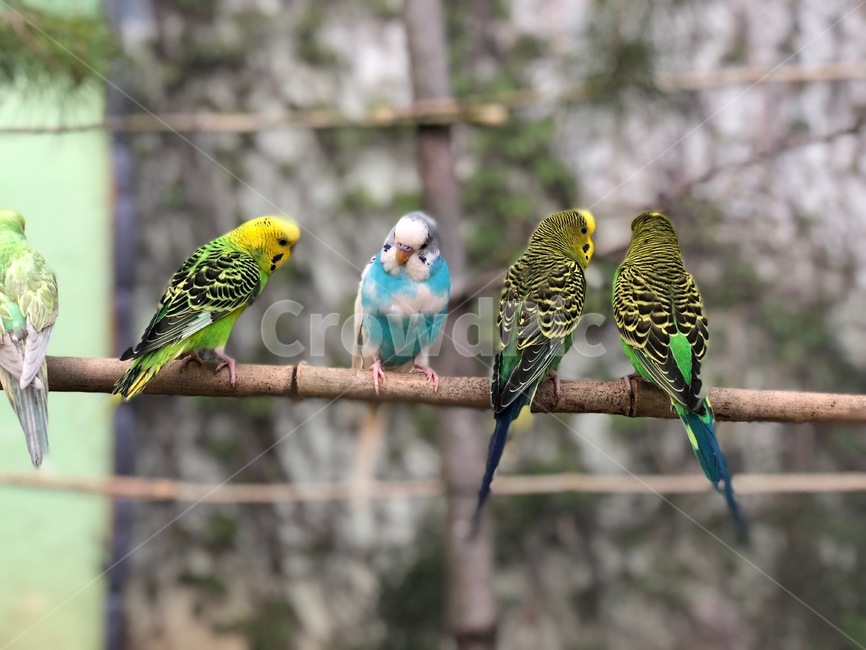 parakeet,잉꼬,bird,새,animal,동물,parrot,앵무새,작은새,동물,animal,조류,새,birds