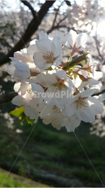 벚꽃,봄,햇살,화사함,아웃포커싱,봄,계절,spring,season,식물,자연,plants,nature,꽃,flower,plant