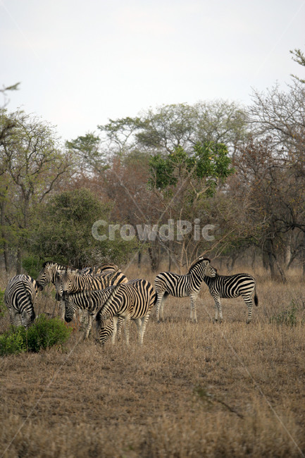 wildlife,야생동물,mammal,포유류,동물,animal,얼룩말,zebra,사파리,남아프리카공화국,동물,animal,포유류,mammal