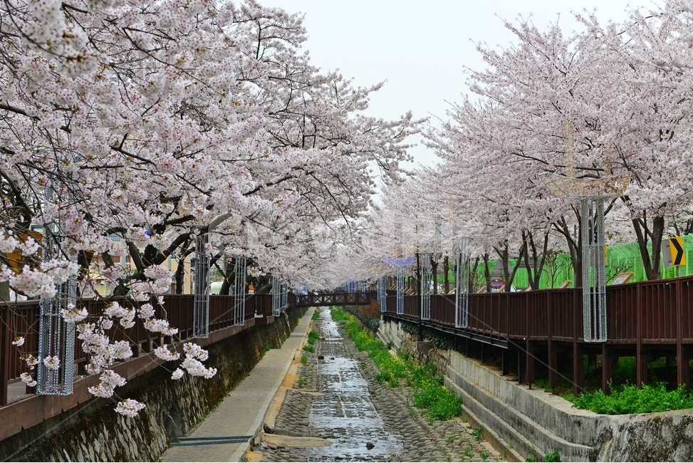 경남,진해,창원,공원,계절,tree,여좌천,나무,cherryblossom,벚꽃,plant,식물,flower,blossom,꽃,물,봄,봄꽃,저수지,자연,풍경,nature,landscape