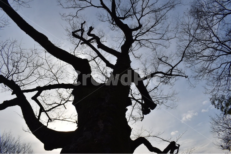 나무,고독,자연풍경,앙상한,겨울나무,겨울,계절,winter,season,식물,자연,plants,nature,나무,trees,wood