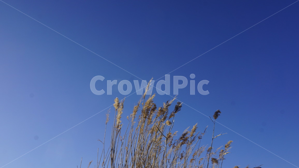 갈대,reed,가을,autumn,가을하늘,갈대밭,계절,하늘,파란색,사계절