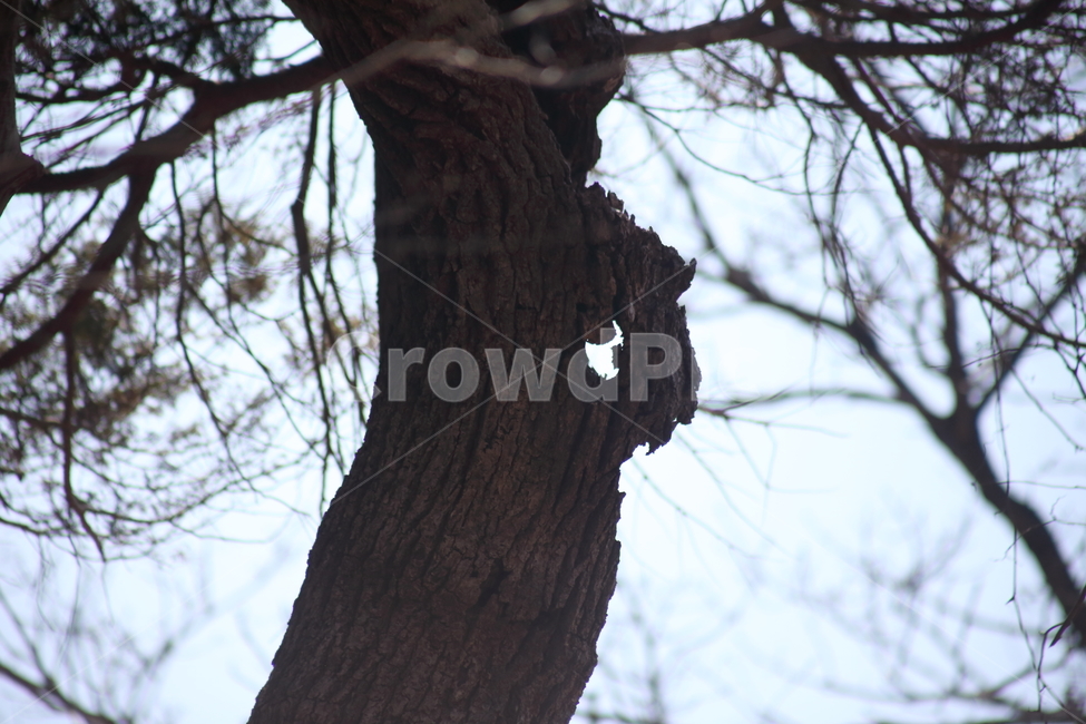구멍,고목,나무,wood,plant,나무껍질,수피,식물,자연,plants,nature,나무,trees,wood