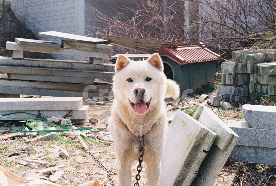 강아지,시골,반려견,시골개,개,애완동물,pet,dog,애완견,시골집