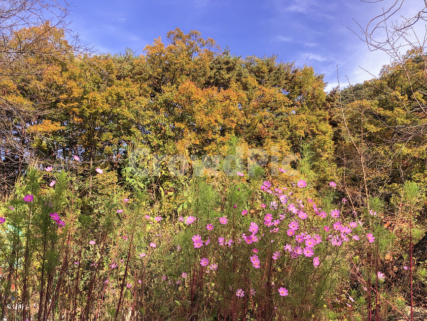 나무,단풍,가을,자연,풍경,fall,tree,landscape,가을,계절,fall,autumn,season,자연,풍경,nature,landscape,plant,식물